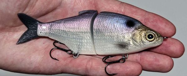 Shad Junior - American Shad
