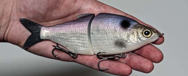 Shad Daddy - American Shad