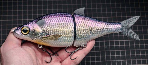 WhiteFish - American Shad