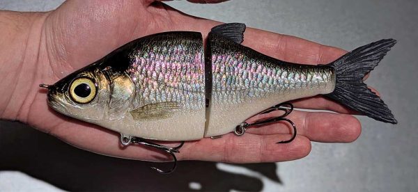 Choppy Big - American Shad