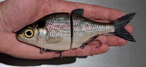 Choppy Classic - American Shad